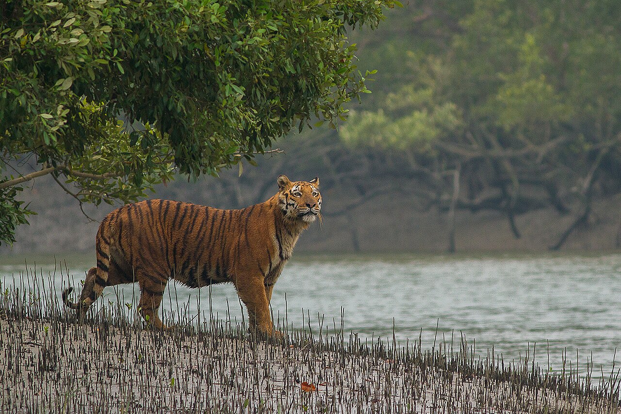 Sundarban Family Tour