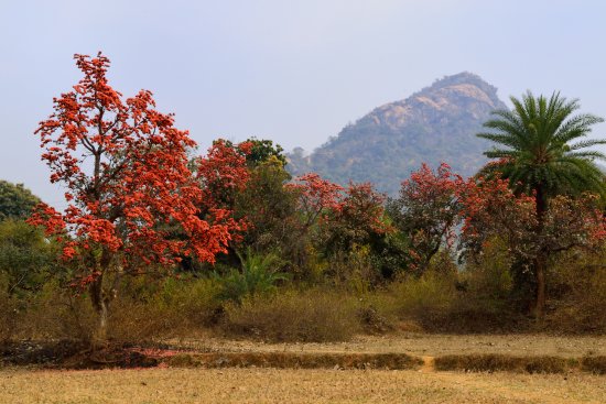 Purulia Ajodhya Hills Tour-Premium