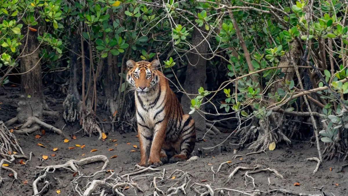 Sundarban